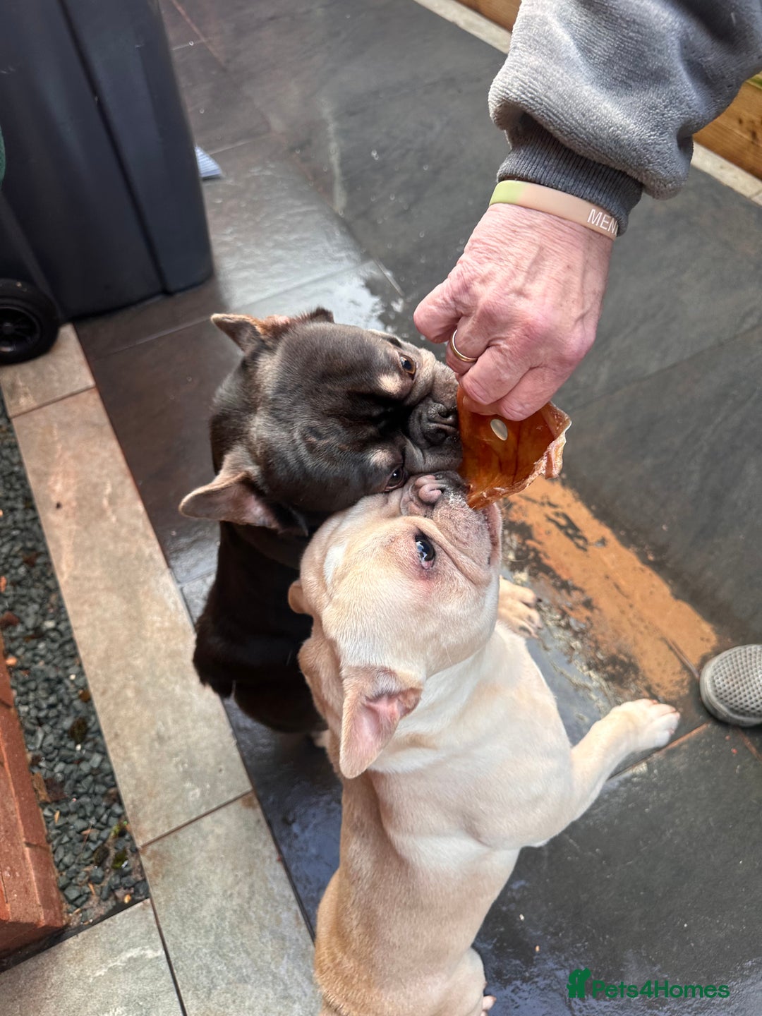 French Bulldog dogs for sale: Both brothers from same litter - Advert 1