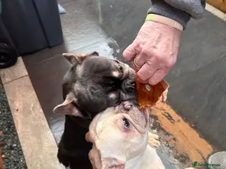 French Bulldog dogs Both brothers from same litter - Advert 20