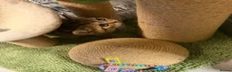 British Shorthair cats for sale: Beautiful British Shorthair Kittens  - Advert 10