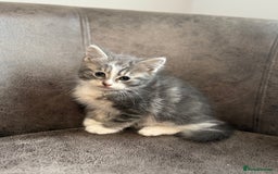 Mixed Breed cats for sale: Mixed breed kittens  - Image 5