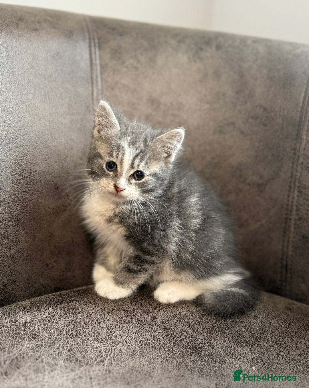 Mixed Breed cats for sale: Mixed breed kittens  - Image 5