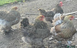 Chickens poultry for sale: Large Brahma hens available - Image 3
