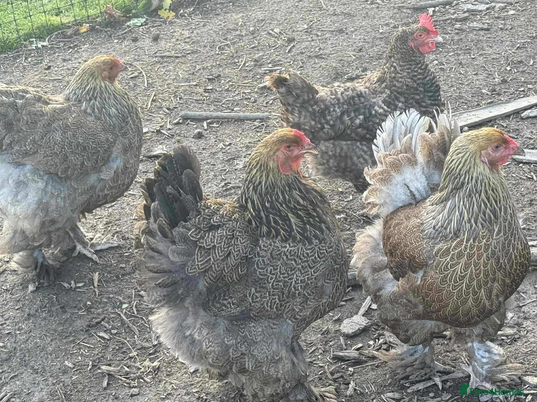 Chickens poultry for sale: Large Brahma hens available - Image 3