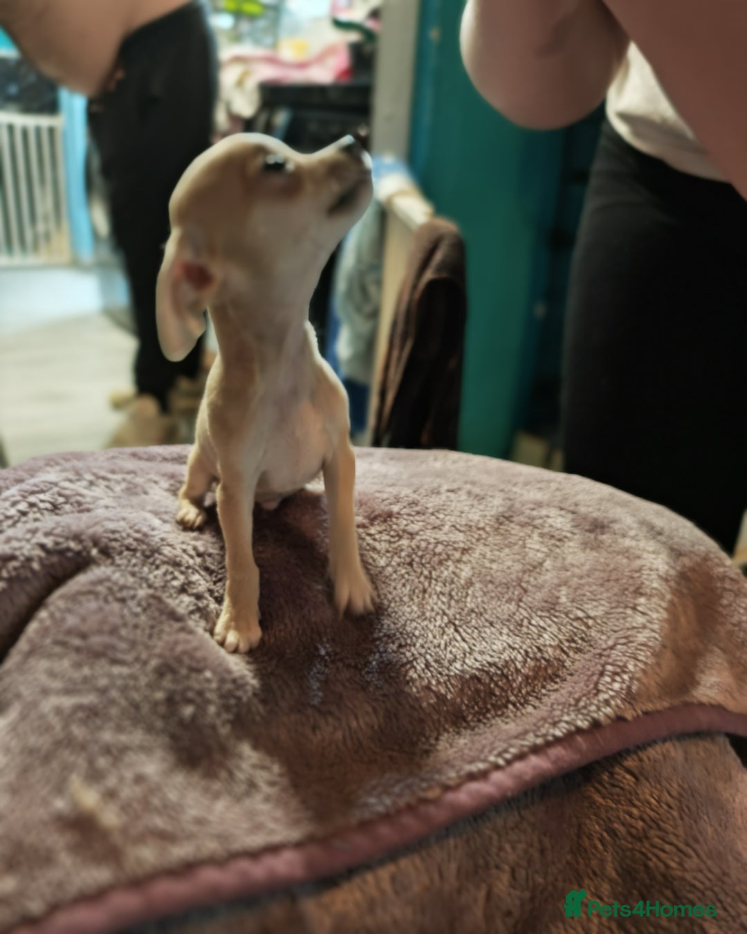 Chihuahua dogs for sale: Apple head chihuahua puppys - Image 7