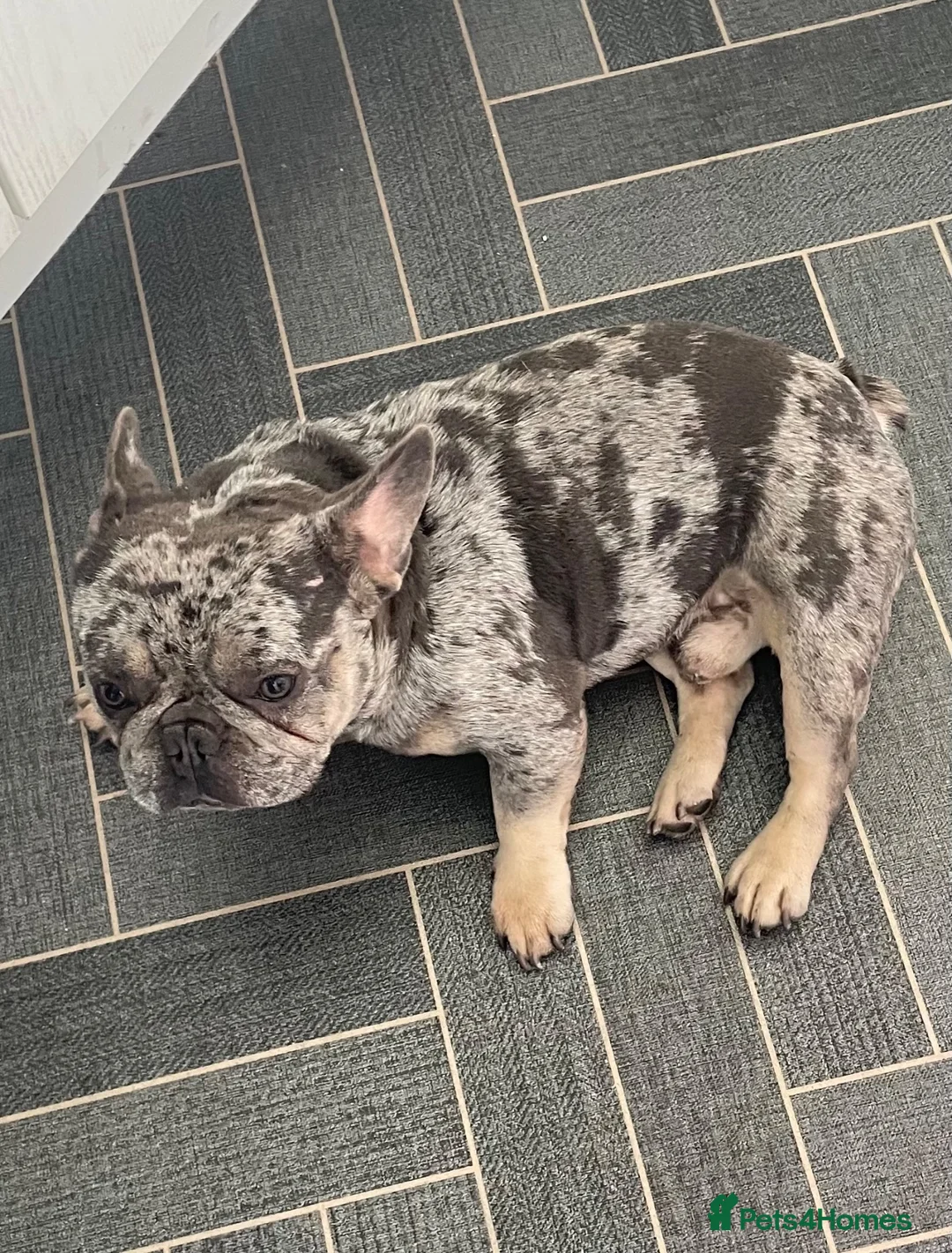 French Bulldog dogs for stud: French bull dog (Merle) - Advert 11