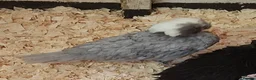 Chickens poultry for sale: Orpingtons, salmon fav, olive eggers, bourbon red  - Advert 3