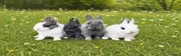 Netherland Dwarf rabbits for sale: Pure Netherland dwarf babies  - Advert 1