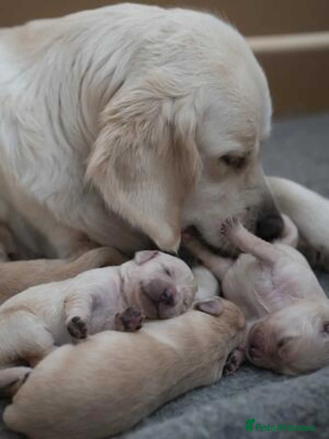 Golden Retriever dogs for sale: KC Registered Golden Retriever Puppies - Advert 2