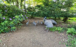 Emus poultry for sale: Emus for Sale - 2023 Hatchlings - Image 4