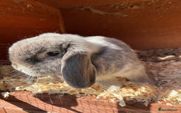 Mini Lop rabbits for sale: Beautiful mini lop doe - Image 5
