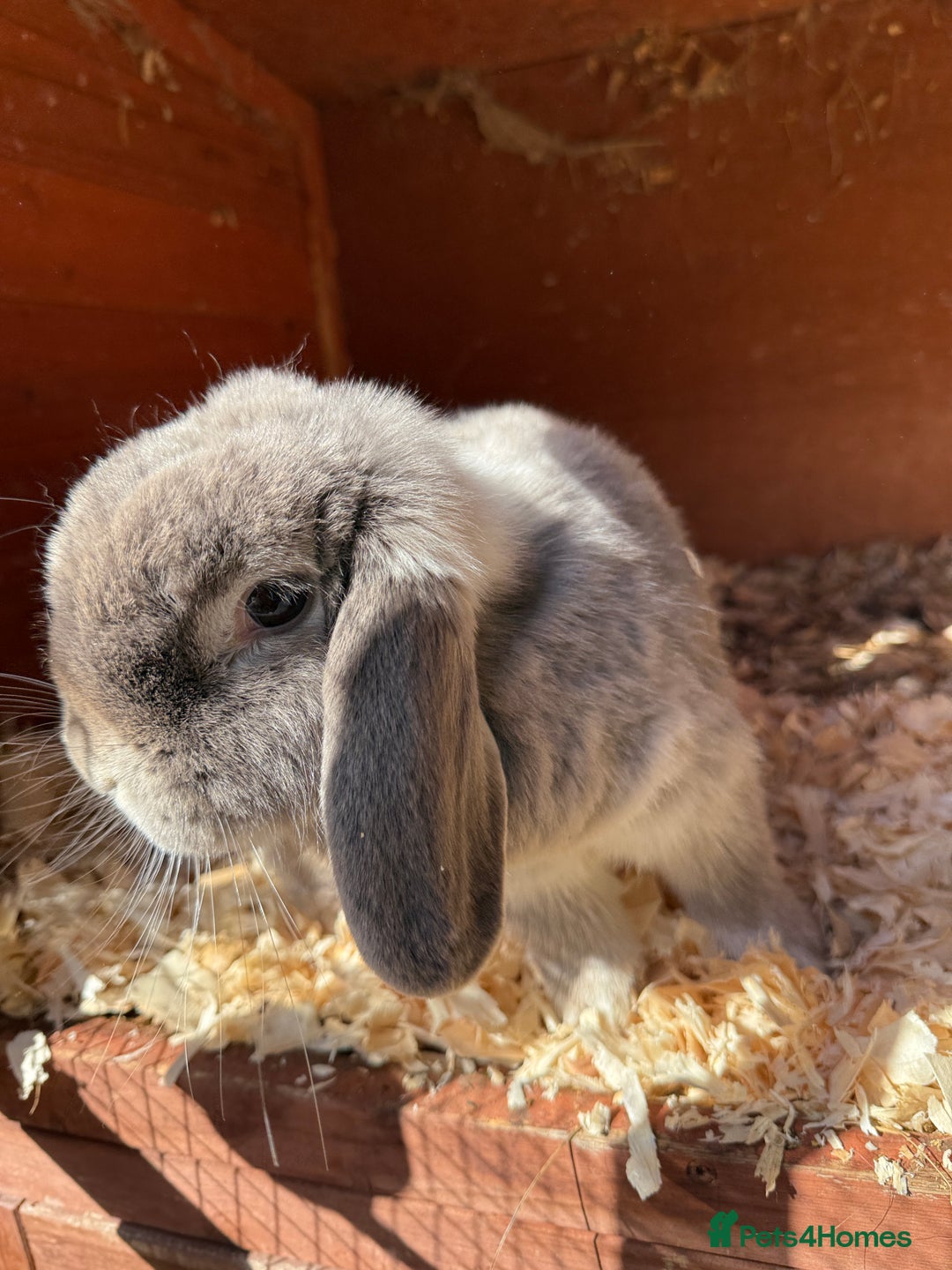 Mini Lop rabbits for sale: Beautiful mini lop doe - Image 5