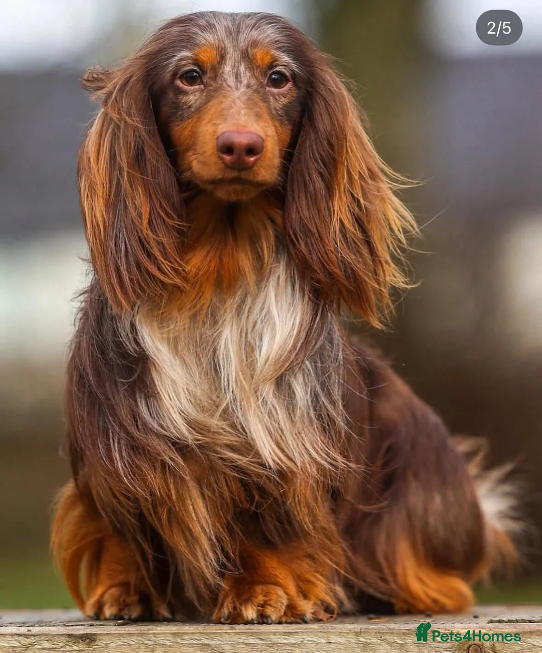 Miniature Dachshund dogs for sale: LONGHAIRED MINIATURE DACHSHUNDS  - Advert 11