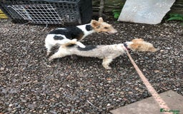 Fox Terrier dogs for stud: Wire Haired Fox Terrier for stud.  in Dunblane - Image 4