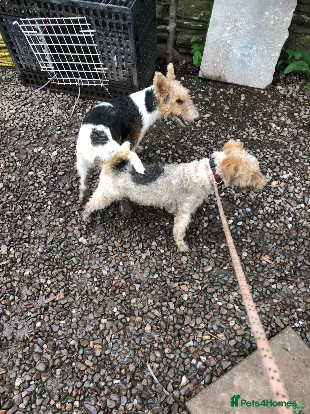 Fox Terrier dogs for stud: Wire Haired Fox Terrier for stud.  in Dunblane - Advert 4