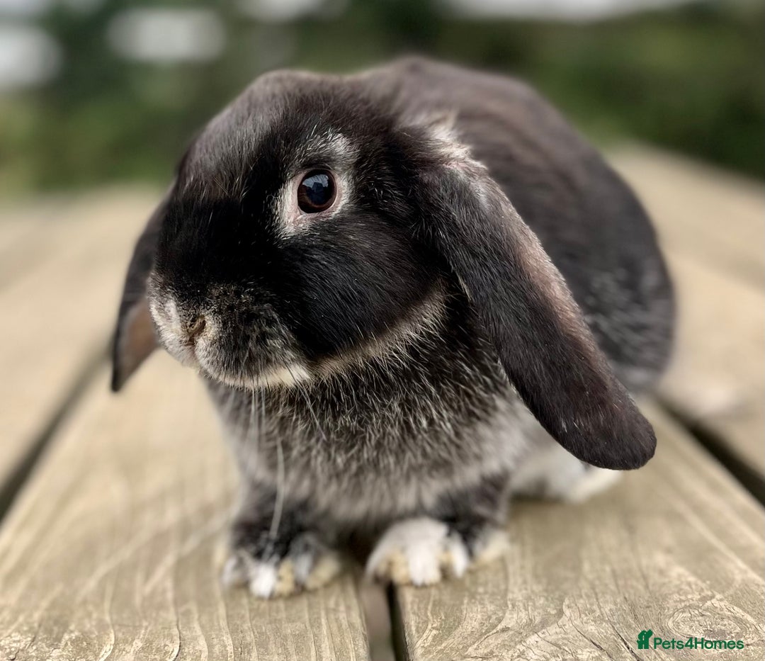 Dutch rabbits for sale: 2 Beautiful boys  - Image 3