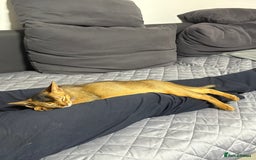 Abyssinian cats for sale: Cute Abyssinian kitten pedigree male - breeding  in Newcastle upon Tyne - Image 3