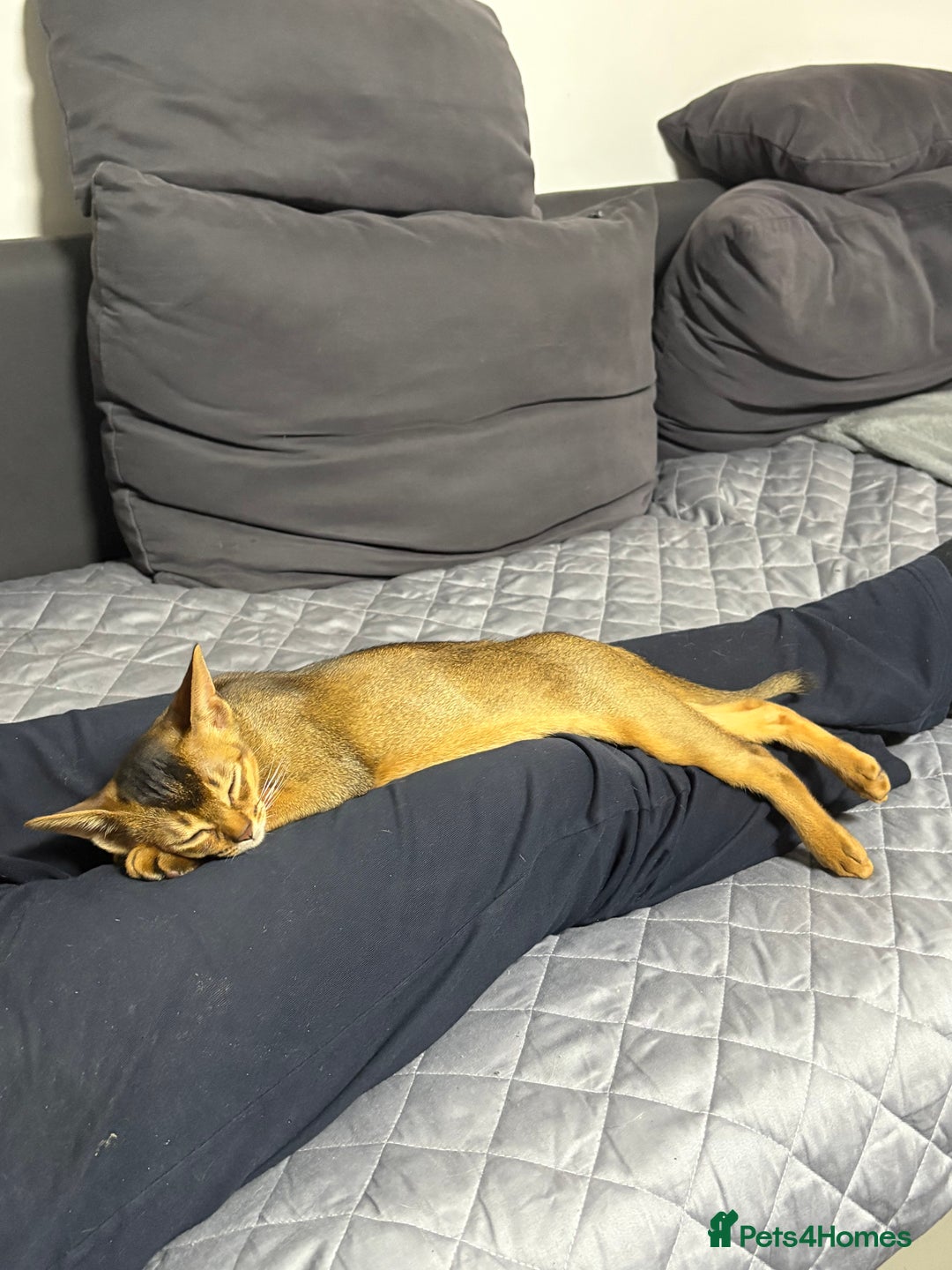 Abyssinian cats for sale: Cute Abyssinian kitten pedigree male - breeding  in Newcastle upon Tyne - Image 3