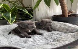 Staffordshire Bull Terrier dogs for sale: 🔷 Pharaon Champion Line Pups 🔷 in Wolverhampton - Image 27