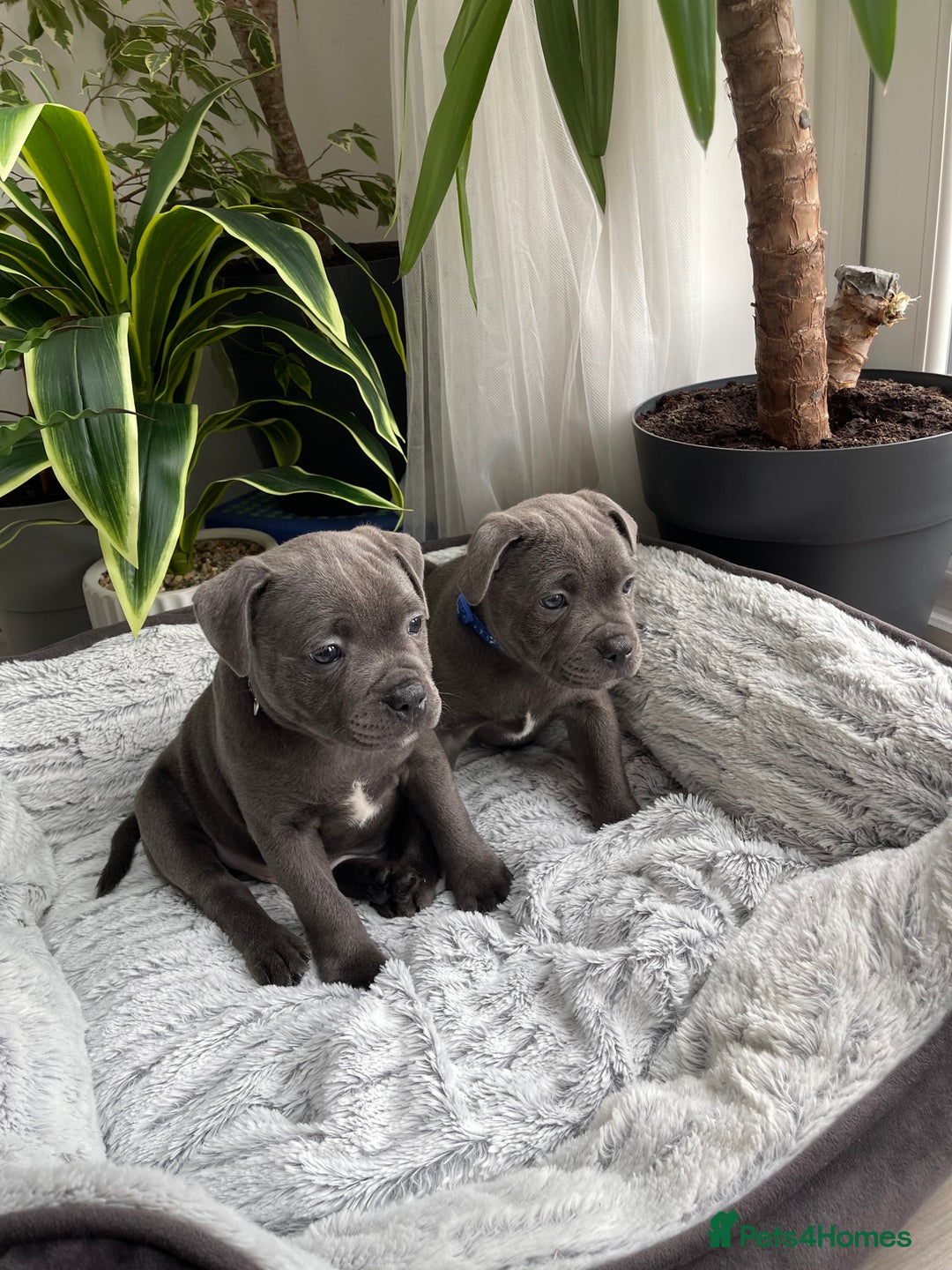 Staffordshire Bull Terrier dogs for sale: 🔷 Pharaon Champion Line Pups 🔷 in Wolverhampton - Image 27