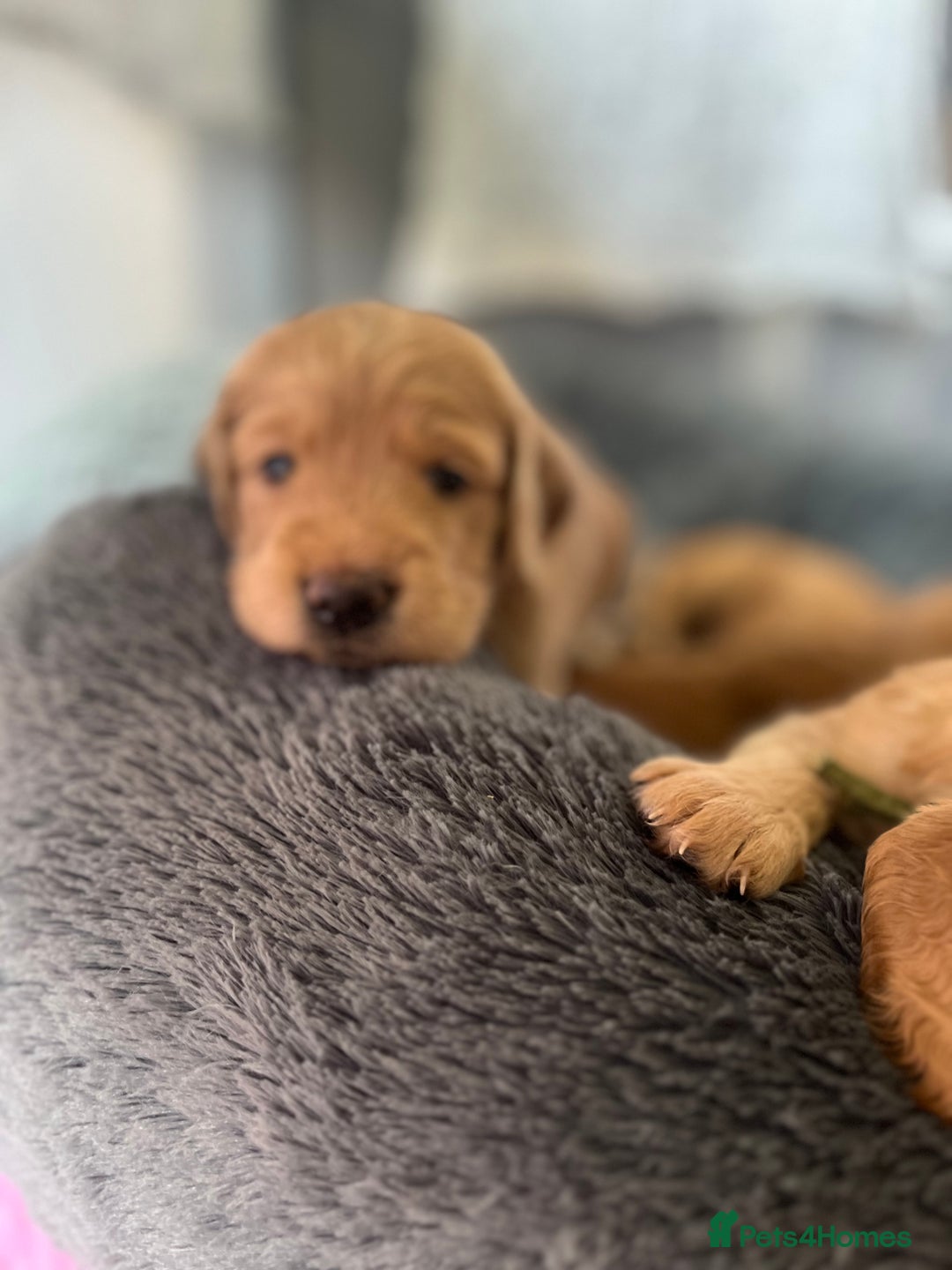 Mixed Breed dogs for sale: Beautiful Goldendoodle cross - Image 4