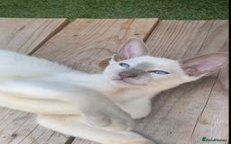 Siamese cats for sale: Siamese/oriental  - Image 3