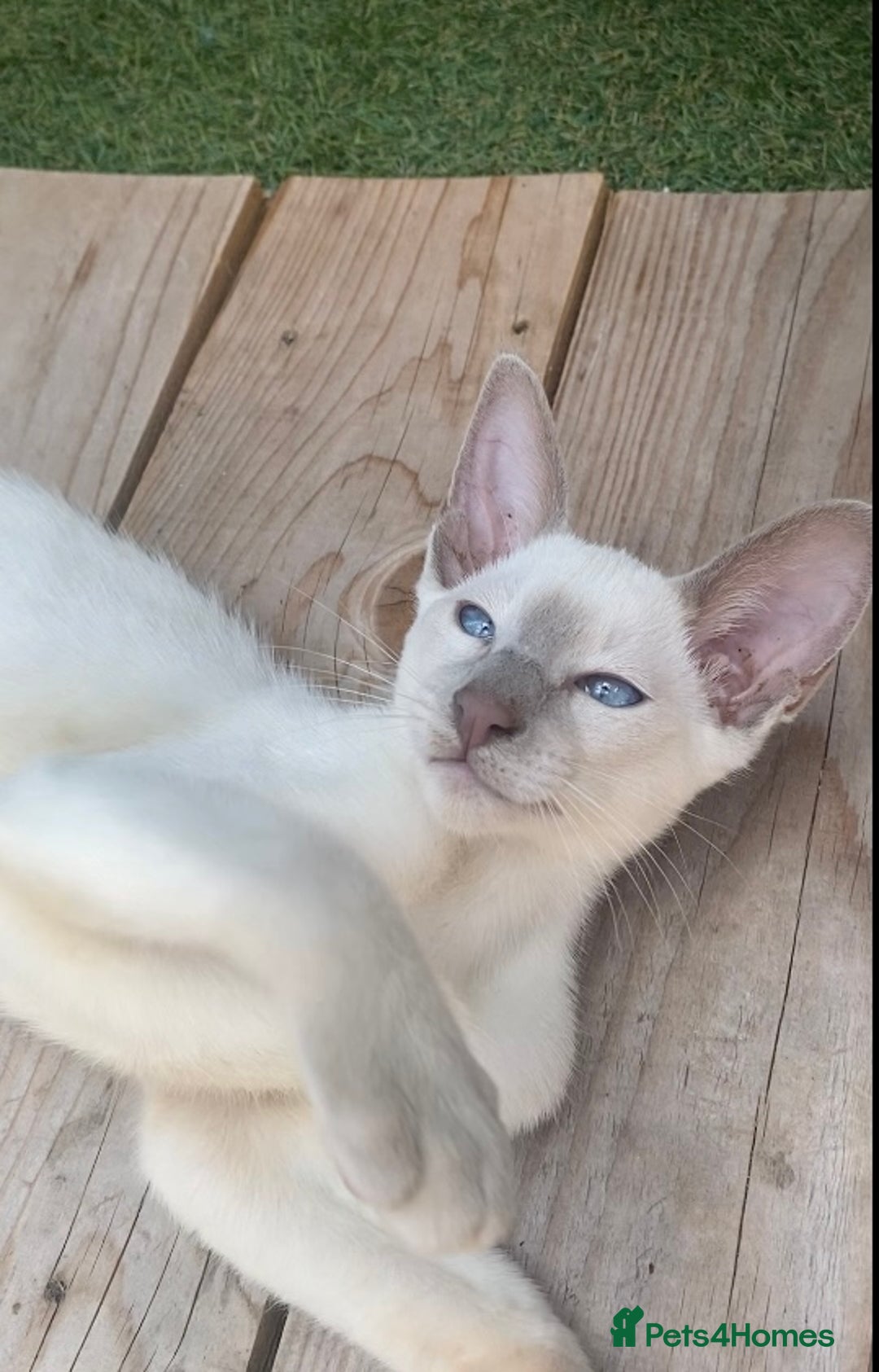 Siamese cats for sale: Siamese/oriental  - Image 3