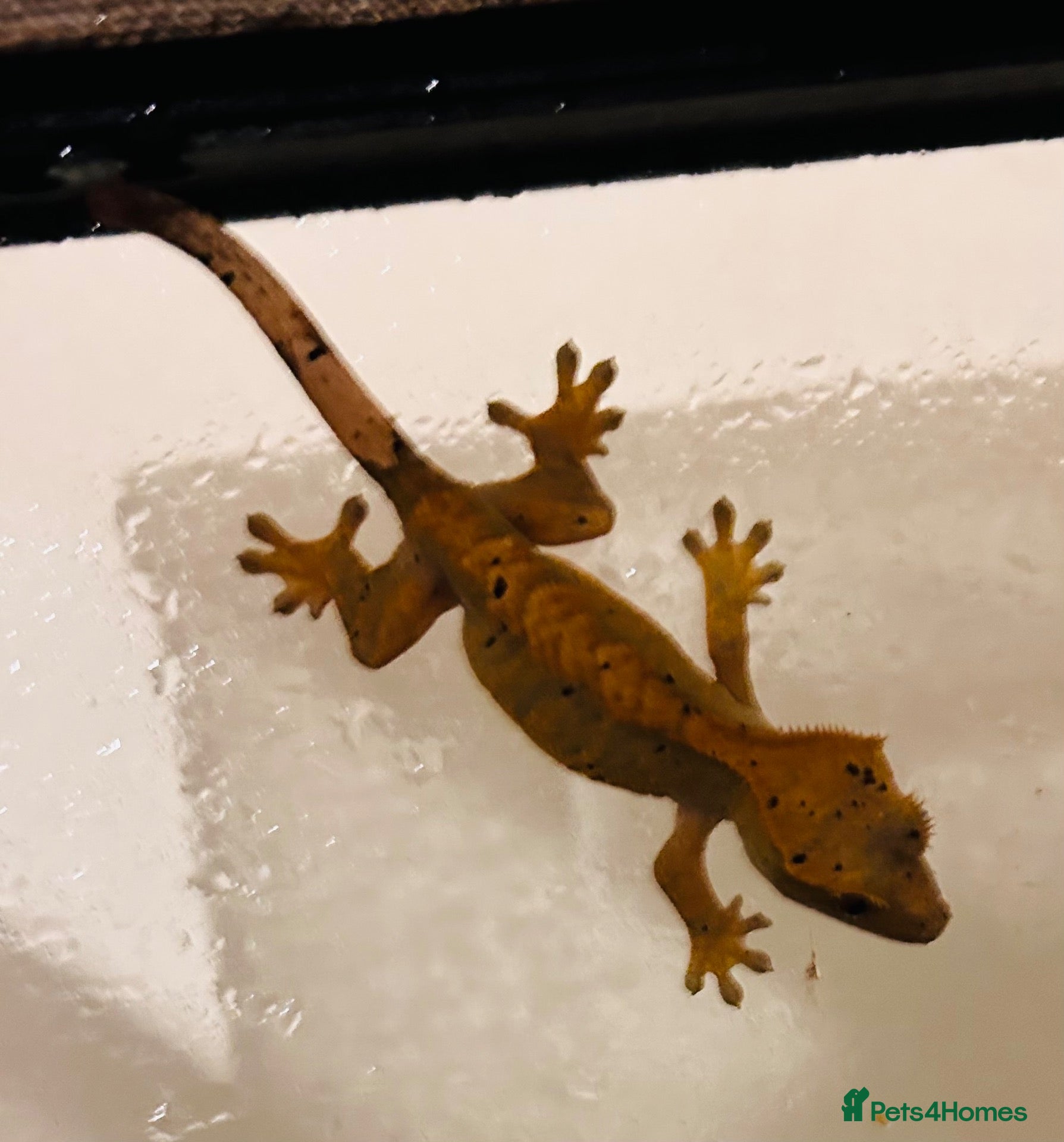 Gecko reptiles Crested geckos - Advert 1