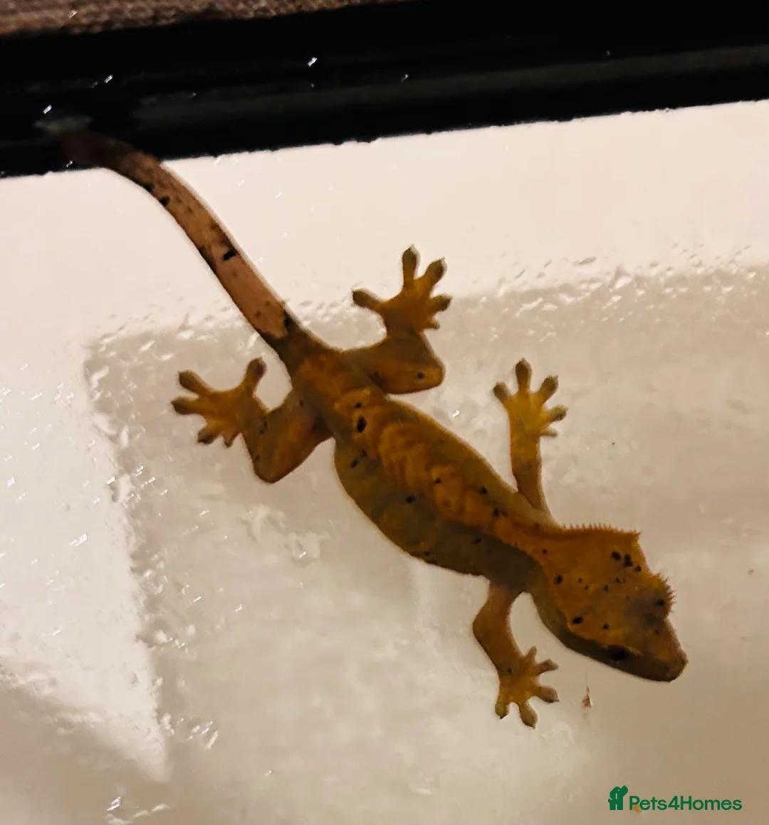 Gecko reptiles for sale: Crested geckos - Advert 1