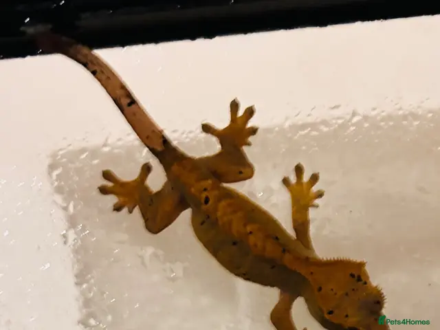 Gecko reptiles for sale: Crested geckos - Advert 1
