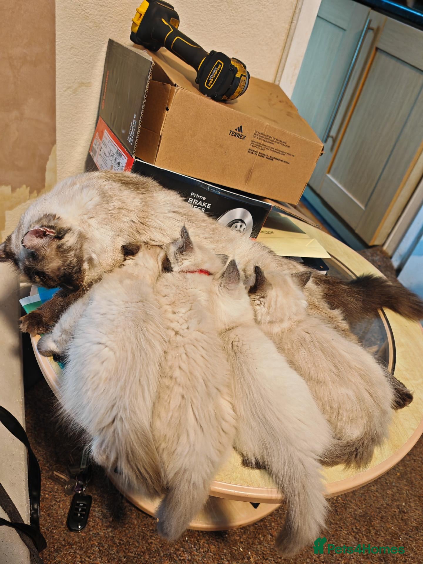 Ragdoll cats 3 beautiful Ragdoll boys ready forr new homes - Advert 2