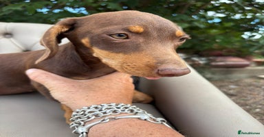 Mixed Breed dogs - Advert 5