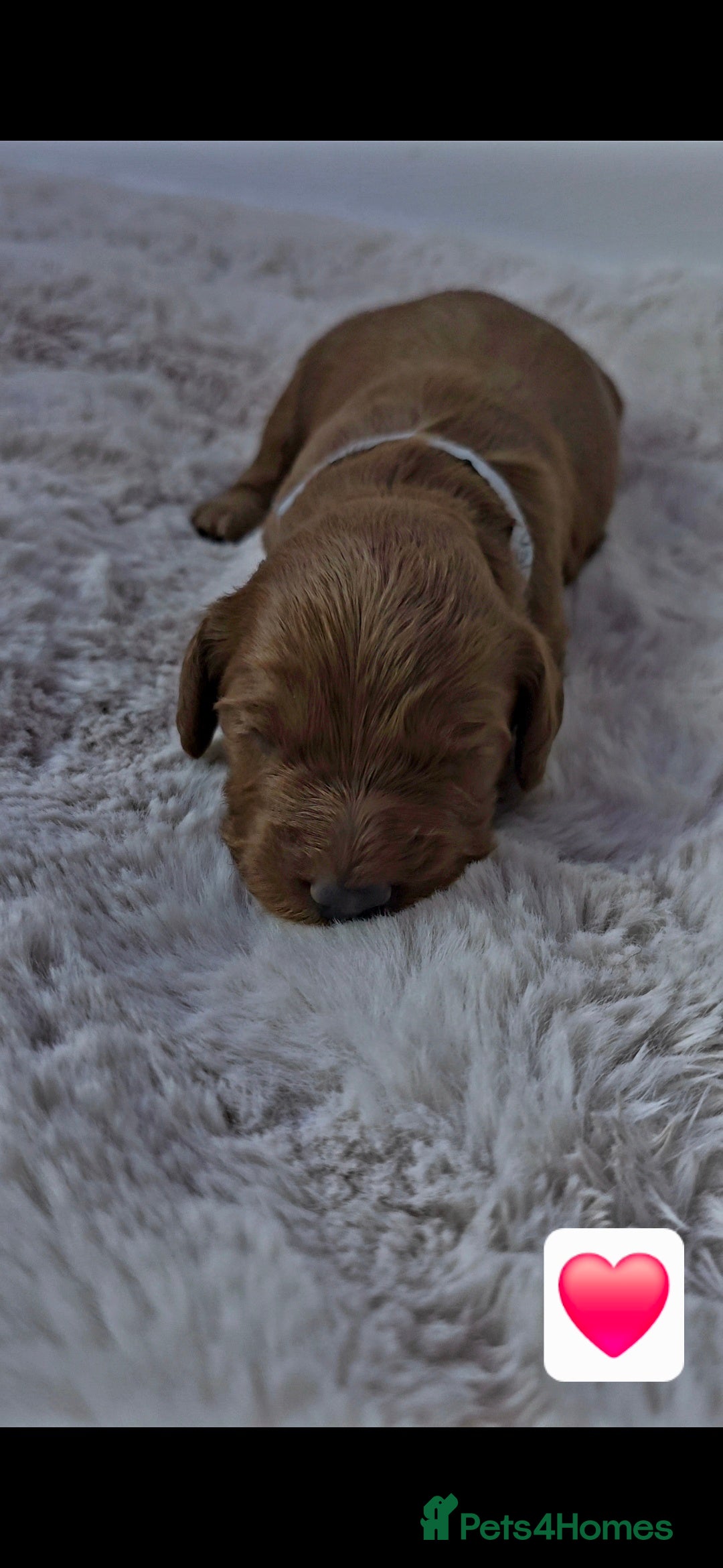Cockapoo dogs for sale: 🐶🐾Beautiful Fox red F1 Cockerpoo Puppies 🐾🐶 - Advert 7