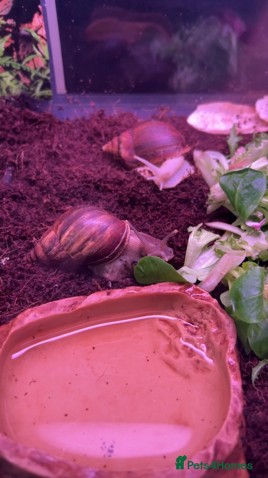 Snails invertebrates for sale: 3 Giant African Land Snails + Full Set Up - Advert 2