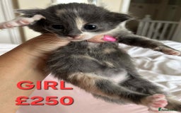 Mixed Breed cats for sale: Beautiful kittens looking for their forever homes - Image 12