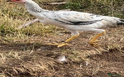 Chickens poultry for sale: Indio Gigante *LARGE BIRDS* - Advert 3