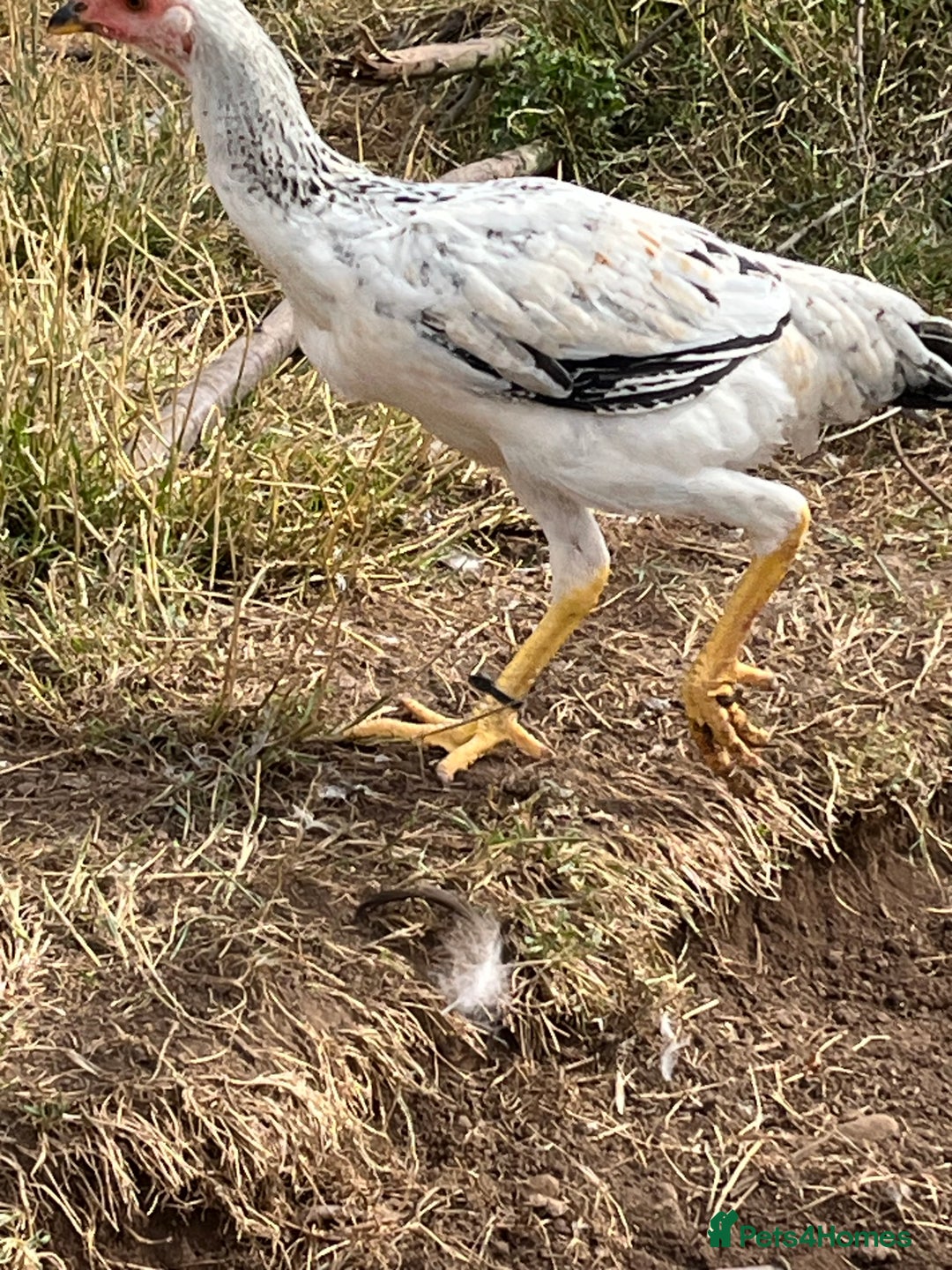 Chickens poultry for sale: Indio Gigante *LARGE BIRDS* - Advert 3