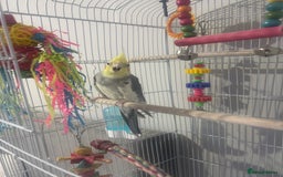 Cockatiels birds for sale: Baby cocktails  - Image 2
