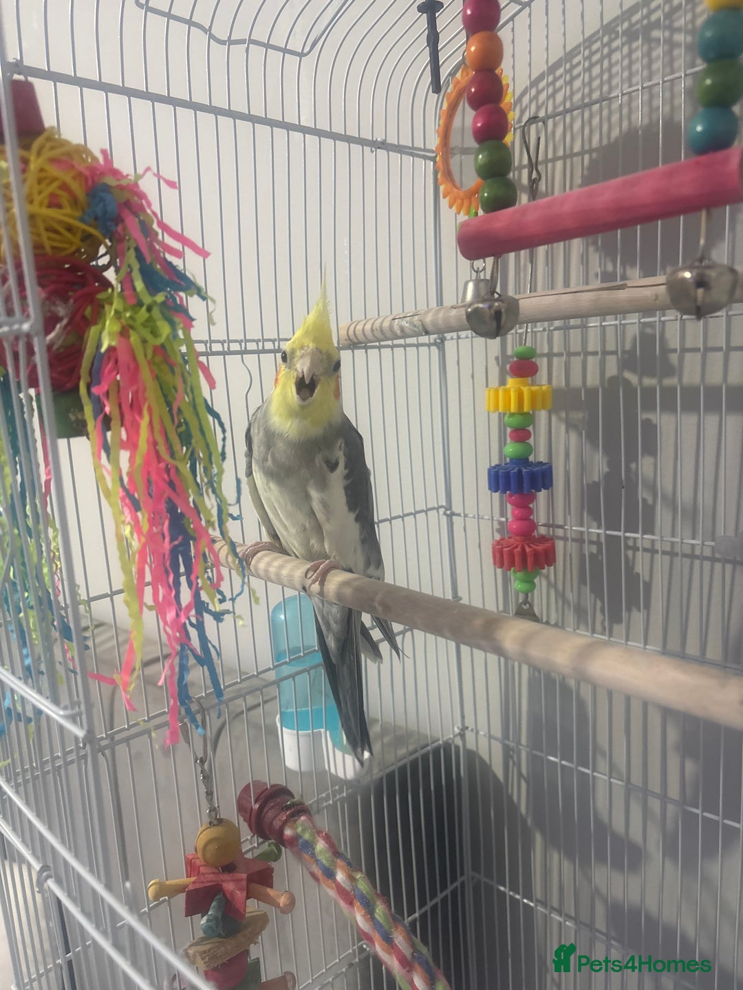 Cockatiels birds for sale: Baby cocktails  - Image 2