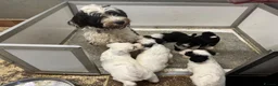 Tibetan Terrier dogs for sale: Araki Tibetan Terriers Puppies Available - Advert 9
