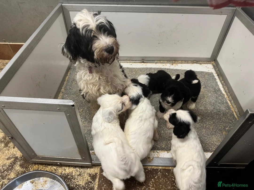 Tibetan Terrier dogs for sale: Araki Tibetan Terriers Puppies Available - Advert 9