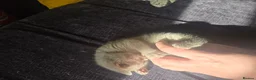 Scottish Fold cats for sale: Gorgeous & calm British Blue Scottish Fold kittens - Advert 3
