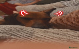 Dachshund dogs for sale: Light brown dachshund with light blue eyes  - Image 3