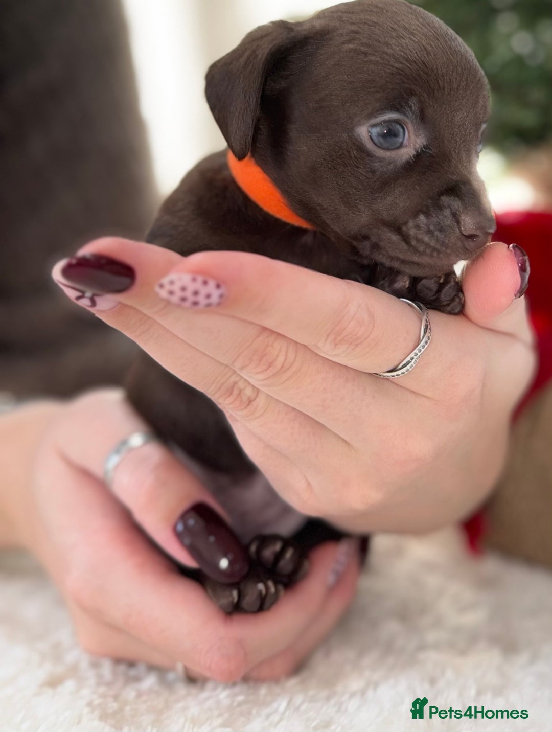 Chiweenie dogs for sale: 3 Gorgeous Girls & 2 Beautiful Boys  - Advert 15