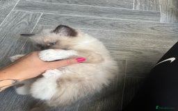 Ragdoll cats for sale: Amazing pure bred ragdolls  - Image 11