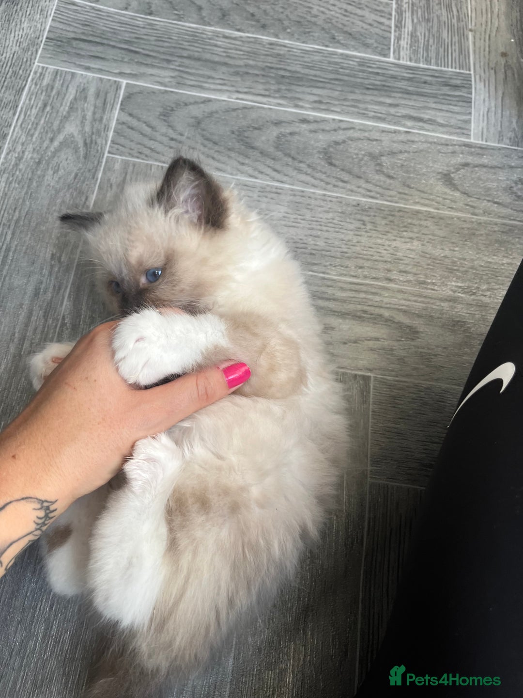 Ragdoll cats for sale: Amazing pure bred ragdolls  - Image 11
