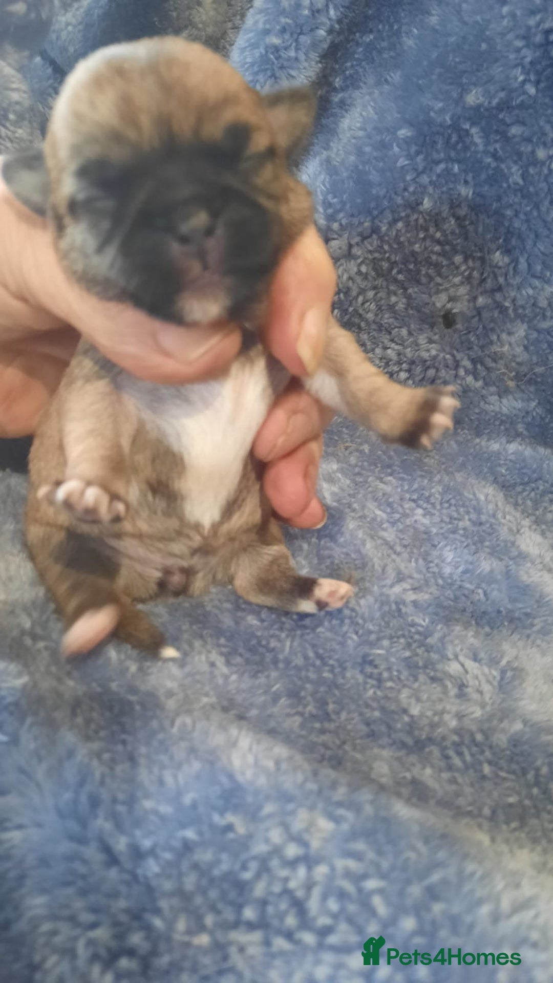 Mixed Breed dogs for sale: Shih Tzu cross malchi pups - Advert 4