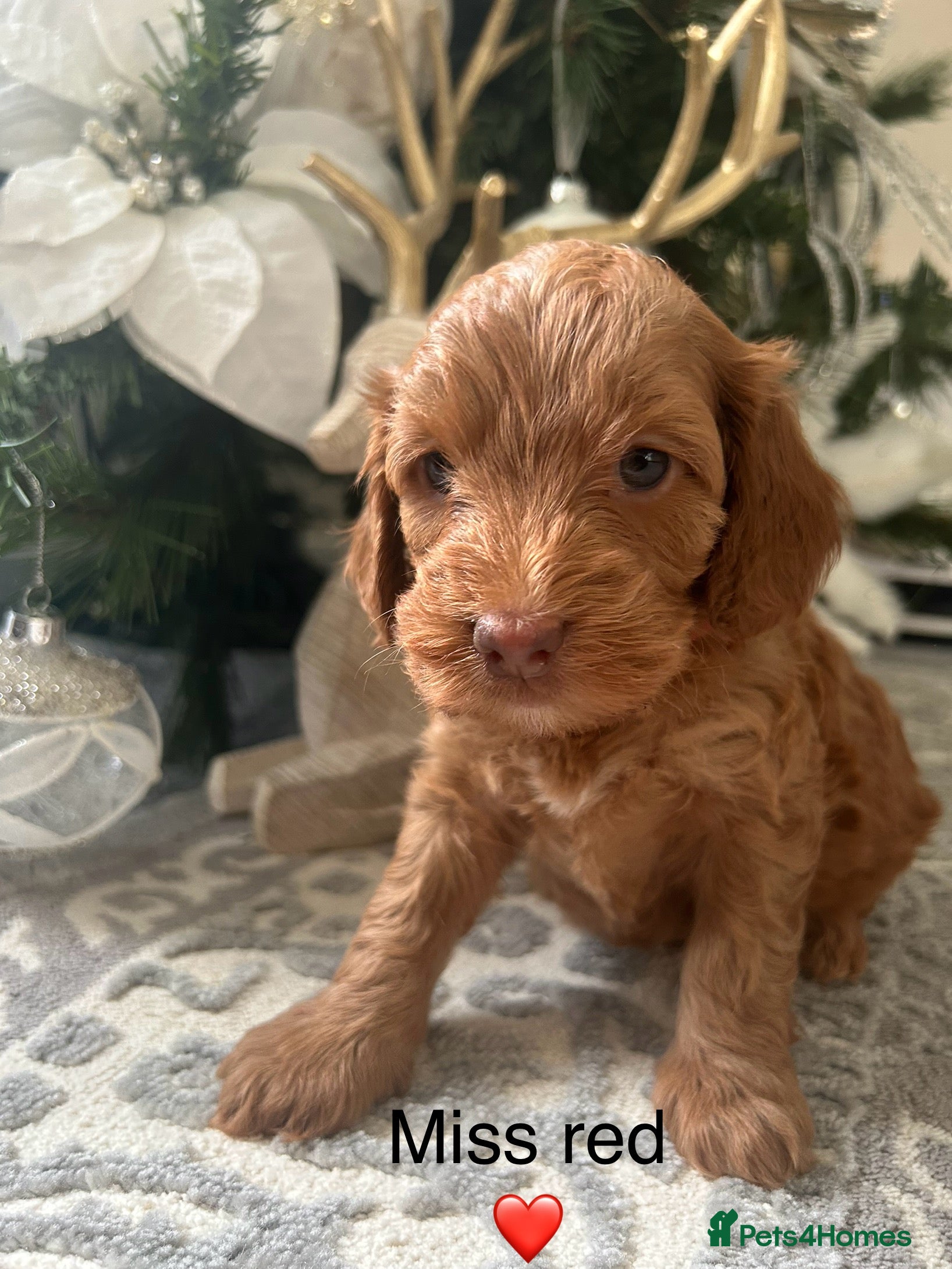 Cockapoo dogs F1 TOY SHOW TYPE DNA 🧬 CLEAR COCKAPOO BABIES 🧸 - Advert 13