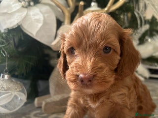 Cockapoo dogs F1 TOY SHOW TYPE DNA 🧬 CLEAR COCKAPOO BABIES 🧸 - Advert 1