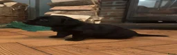 Mixed Breed dogs for sale: Breaking News: The impossible has happened. - Advert 9