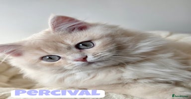 British Shorthair cats - Advert 3